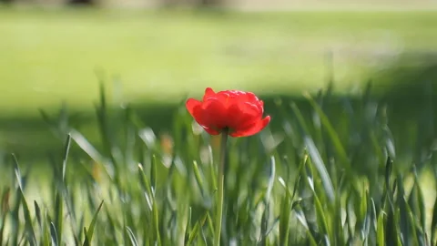 Spring abstract background, landscape - tulips on a lawn in a sunny park. Video stock 87818996