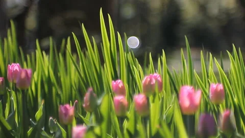 Spring abstract background, landscape - tulips on a lawn in a sunny park. Stock Footage 87826213