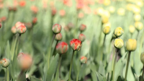 Spring abstract background, landscape - tulips on a lawn in a sunny park. Video stock 87828175
