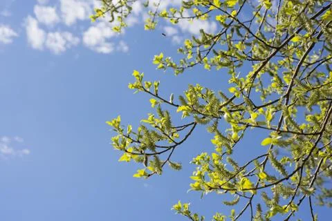 Spring abstract photo. Stock Photos