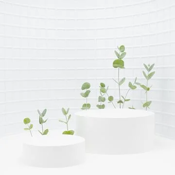 Spring abstract white scene two cylinder podiums template for presentation co Stock Photos