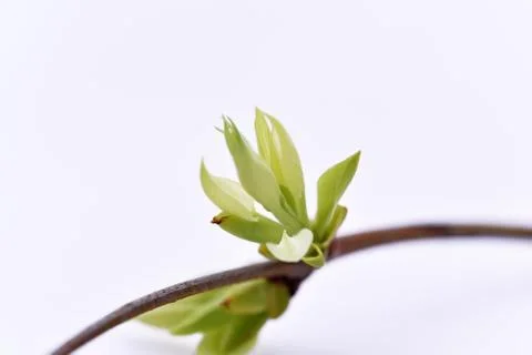 Spring abstraction. The first bud on branch. Stock Photos
