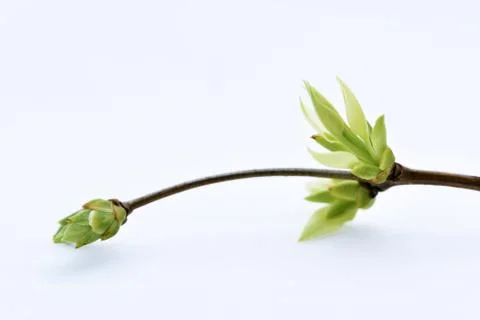 Spring abstraction. The first bud on branch. Stock Photos