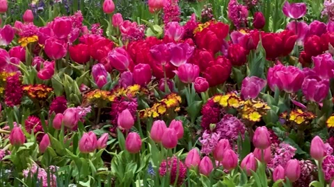 Spring Abundance Concept: 4K Pan Shot Of Colorful Tulip And Hyacinth Flower.. Stock Footage 334118371