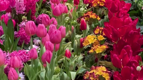 Spring Abundance Concept: 4K Video Of Red And Pink Tulips and Primroses In .. Stock Footage 333194686