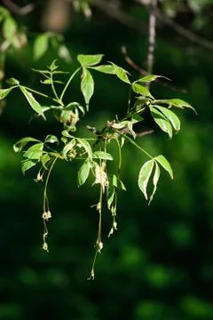 Spring. acer negundo Stock Photos