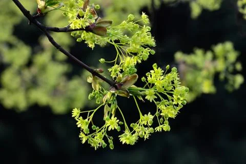 Spring. Acer negundo Stock Photos