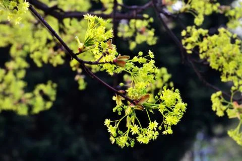 Spring. Acer negundo Stock Photos