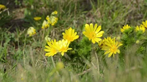 Spring adonis (Adonis vernalis) and cowslip (Primula veris) Stock Footage 12677950