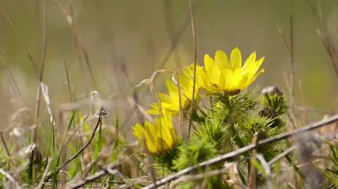 Spring adonis (Adonis vernalis) Stock Footage 12677931