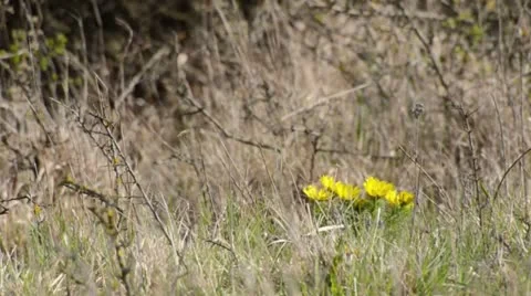 Spring adonis (Adonis vernalis) Stock Footage 12677935