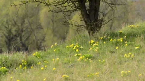 Spring adonis (Adonis vernalis) Stock Footage 12677936
