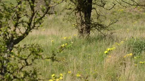 Spring adonis (Adonis vernalis) Stock Footage 12677946