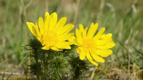Spring adonis (Adonis vernalis) Stock Footage 12677957