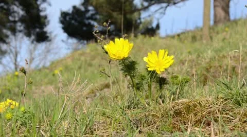 Spring adonis (Adonis vernalis) Stock Footage 12677961
