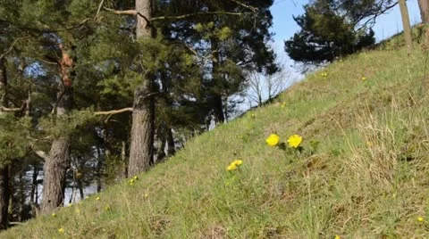 Spring adonis (Adonis vernalis) Stock Footage 12677970
