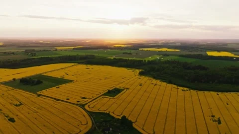 Spring Aerial Over Blooming Rapeseed Fields in Latvian Countryside Video stock 330902373