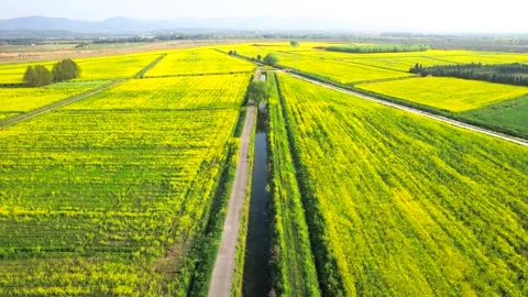 Spring Aerial View of Rapeseed Fields and Rural Farmland 스톡 동영상 341910087