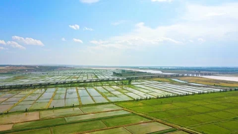 Spring aerial view of rice fields in the Yellow River Plain Stock Footage 293928750