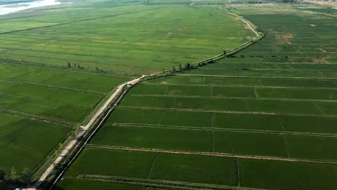 Spring aerial view of rice fields in the Yellow River Plain Stock Footage 295421150