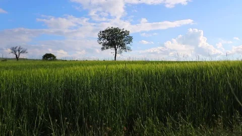 In the spring of agriculture Stock Footage 82533199