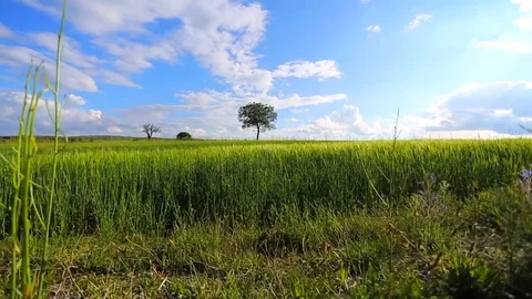 In the spring of agriculture Stock Footage 82533243