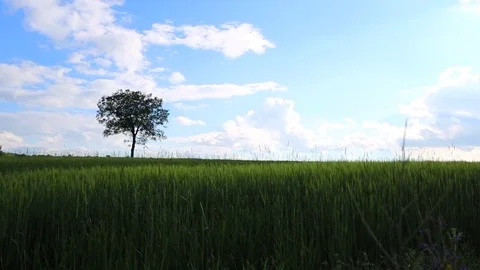 In the spring of agriculture Stock Footage 82533308