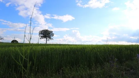 In the spring of agriculture Stock Footage 82533390