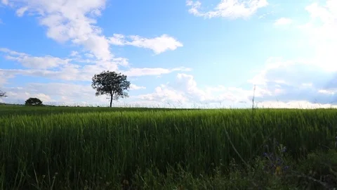 In the spring of agriculture Stock Footage 82533419