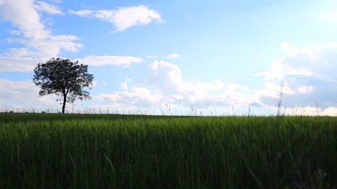 In the spring of agriculture Stock Footage 82533521