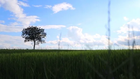 In the spring of agriculture Stock Footage 82533617