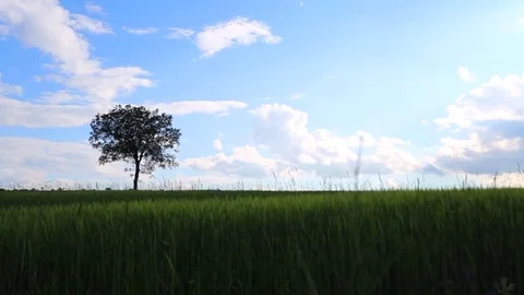 In the spring of agriculture Stock Footage 82533675