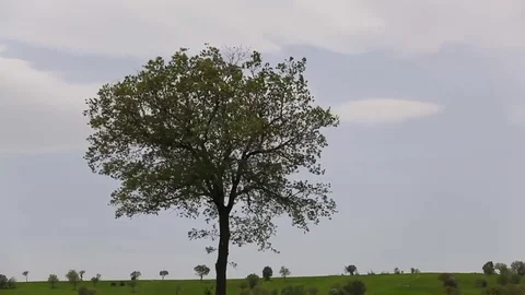 In the spring of agriculture Stock Footage 82534678