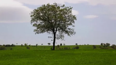 In the spring of agriculture Stock Footage 82534810
