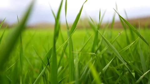 In the spring of agriculture Stock Footage 82537161