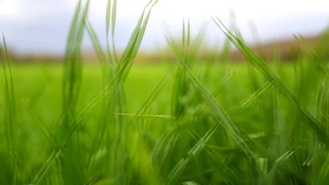 In the spring of agriculture Stock Footage 82537233