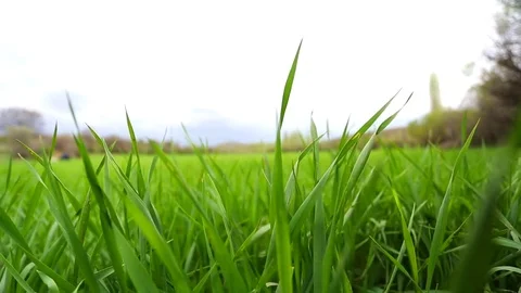 In the spring of agriculture Stock Footage 82537370