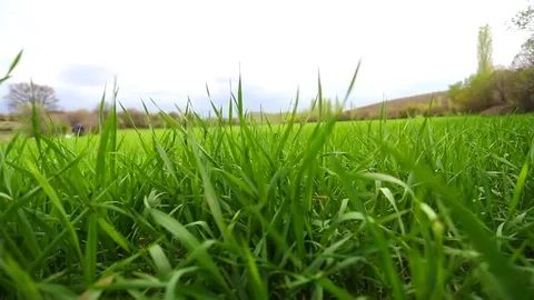 In the spring of agriculture Stock Footage 82537436