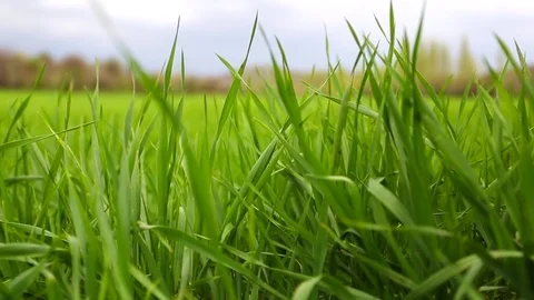 In the spring of agriculture Video stock 82537594