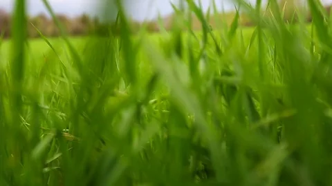 In the spring of agriculture Video stock 82537620