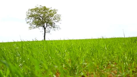 In the spring of agriculture Stock Footage 82538110