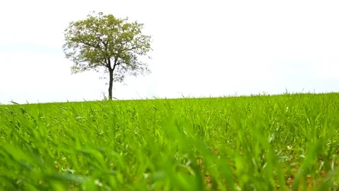 In the spring of agriculture Stock Footage 82538203