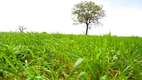 In the spring of agriculture Stock Footage 82538227