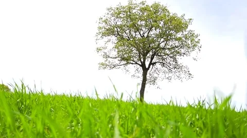 In the spring of agriculture Stock Footage 82538429