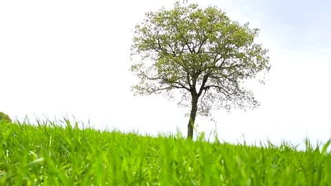 In the spring of agriculture Video stock 82538436