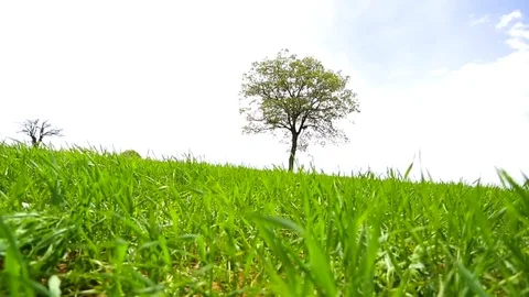 In the spring of agriculture Stock Footage 82538501