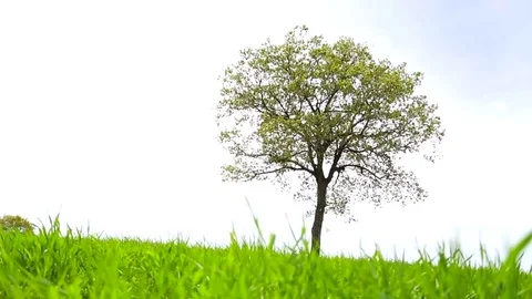 In the spring of agriculture Stock Footage 82538522