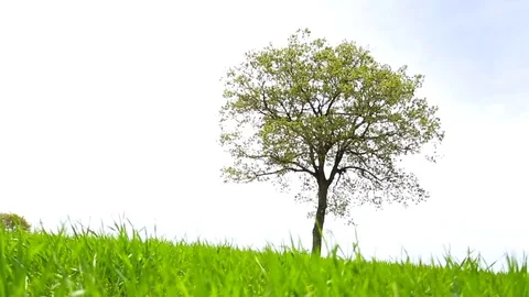 In the spring of agriculture Video stock 82538559