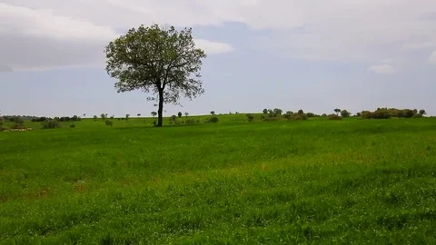 In the spring of agriculture Stock Footage 82538678