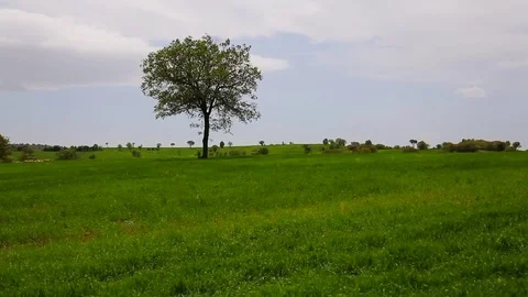In the spring of agriculture Stock Footage 82538691